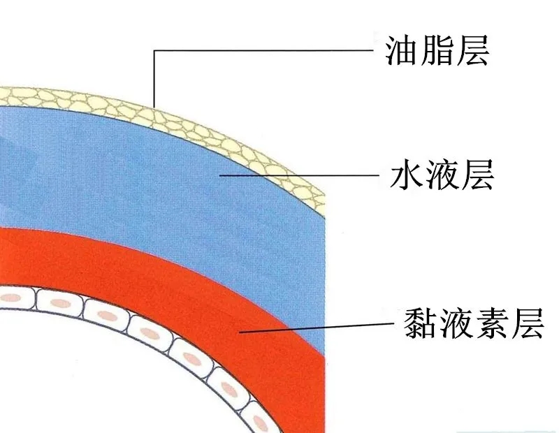 泪膜.jpg