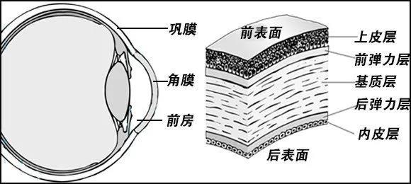 角膜薄不能做激光近视手术？怎么知道自己角膜厚度