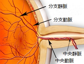 视网膜静动脉系统.jpg